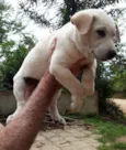 Lila