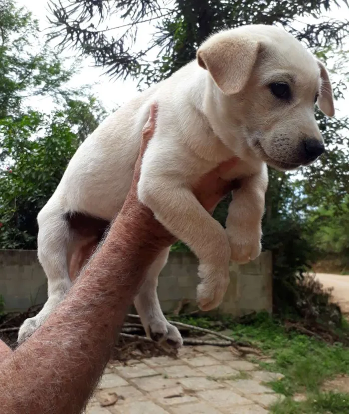 Cachorro ra a SRD idade Abaixo de 2 meses nome Lila