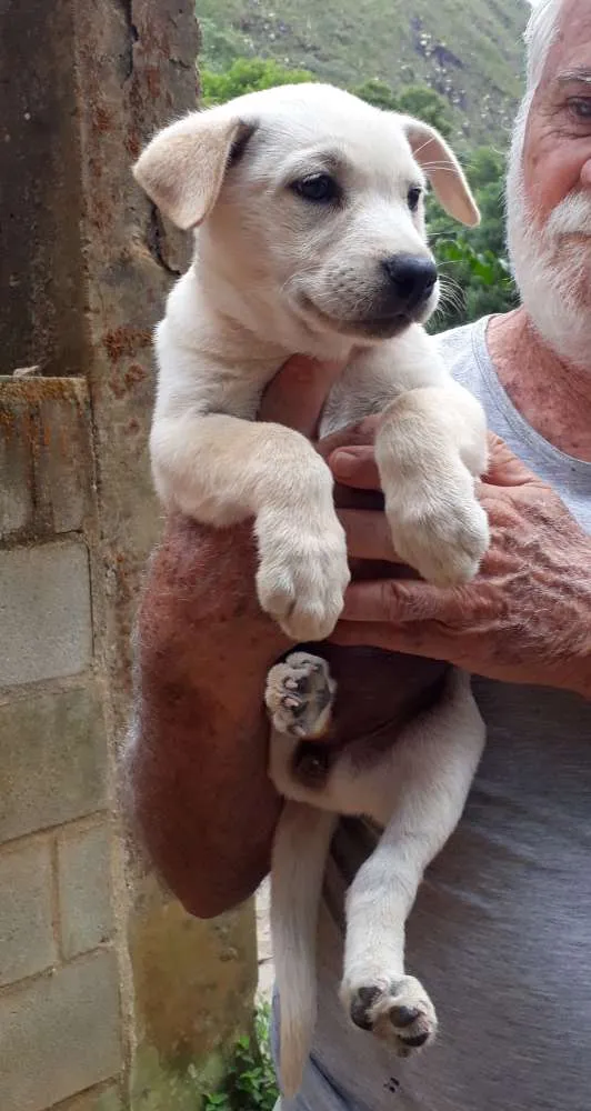 Cachorro ra a SRD idade Abaixo de 2 meses nome Lila