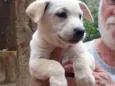 Lila