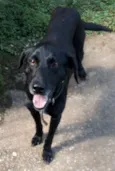Neguinho