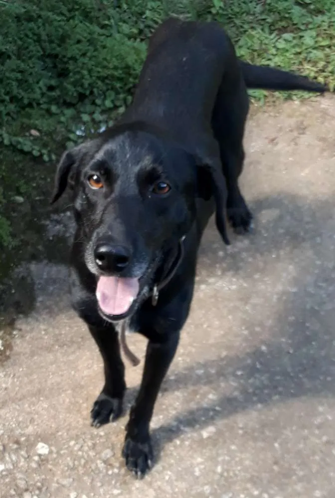 Cachorro ra a SRD idade 7 a 11 meses nome Neguinho