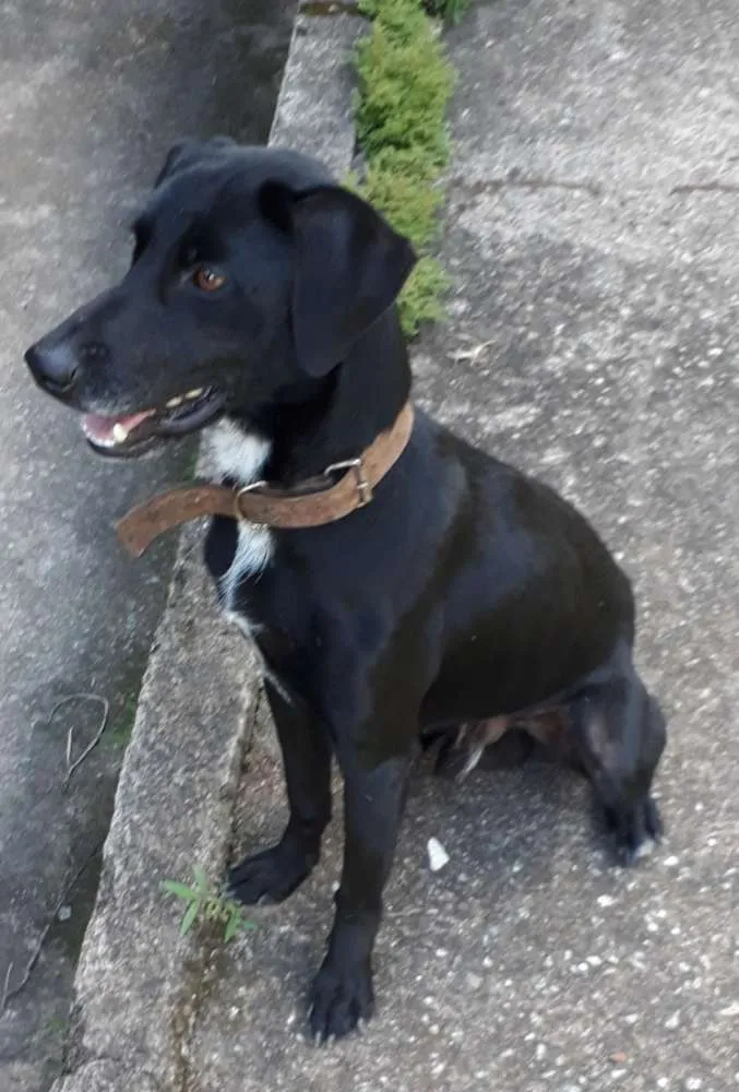 Cachorro ra a SRD idade 7 a 11 meses nome Neguinho