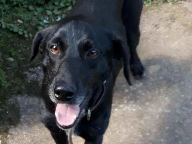 Cachorro ra a SRD idade 7 a 11 meses nome Neguinho