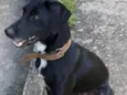 Neguinho