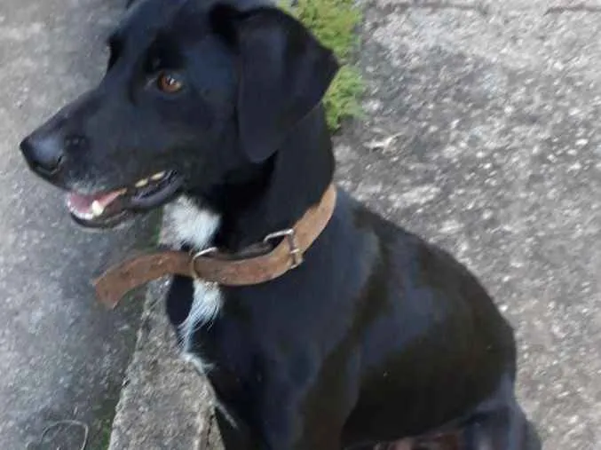 Cachorro ra a SRD idade 7 a 11 meses nome Neguinho