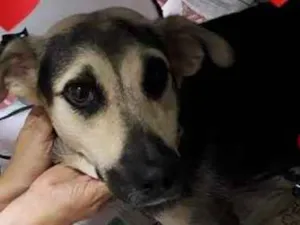 Cachorro raça vira lata idade 3 anos nome paquita