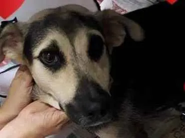 Cachorro ra a vira lata idade 3 anos nome paquita