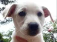 Lila
