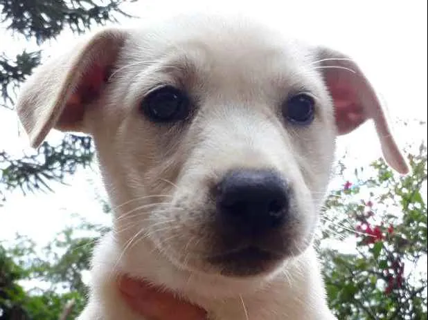 Cachorro ra a SRD idade Abaixo de 2 meses nome Lila