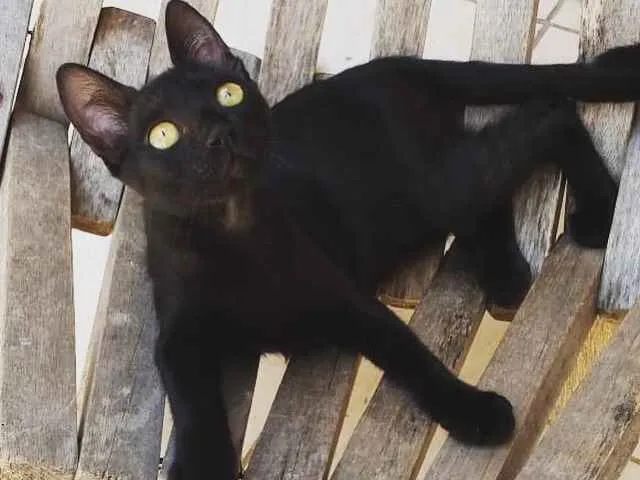 Gato ra a  idade 2 a 6 meses nome Filhotes Pretinhos