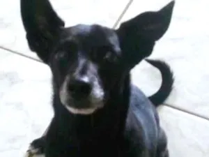 Cachorro raça vira lata idade 6 ou mais anos nome Bahuan