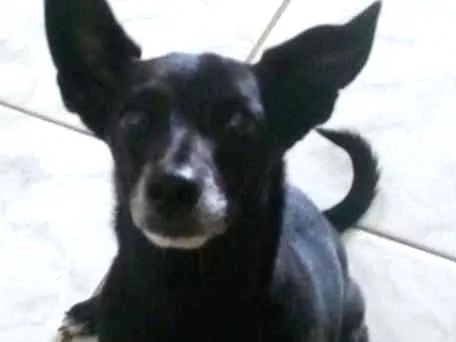 Cachorro ra a vira lata idade 6 ou mais anos nome Bahuan