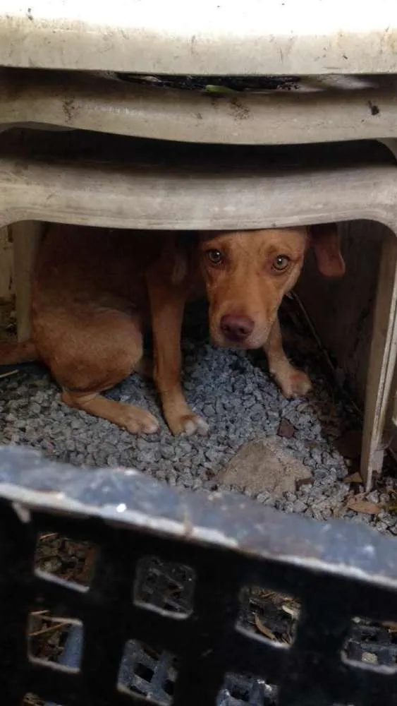 Cachorro ra a Não identificada  idade 7 a 11 meses nome Lola