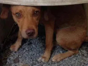 Cachorro raça Não identificada  idade 7 a 11 meses nome Lola