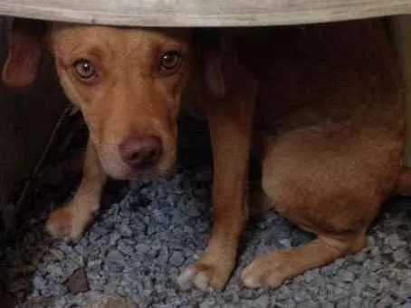 Cachorro ra a Não identificada  idade 7 a 11 meses nome Lola