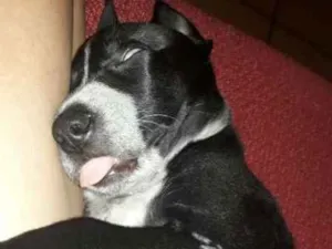 Cachorro raça Não definada idade 2 a 6 meses nome Adote Urgente