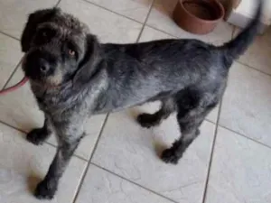 Cachorro raça ND idade 3 anos nome Negão