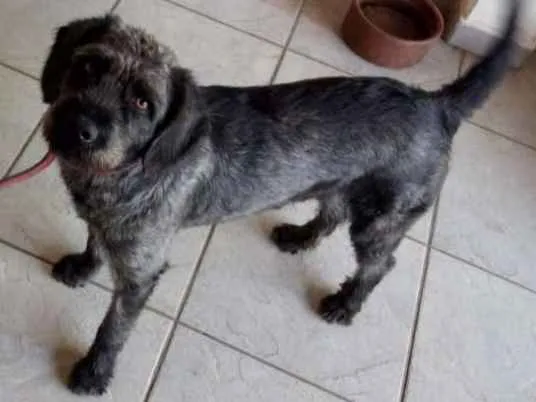 Cachorro ra a ND idade 3 anos nome Negão