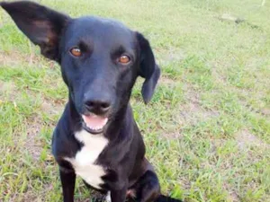 Cachorro raça ND idade 3 anos nome Rex