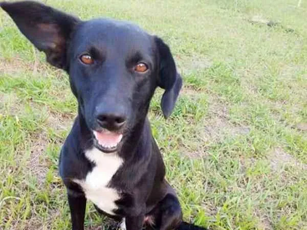 Cachorro ra a ND idade 3 anos nome Rex