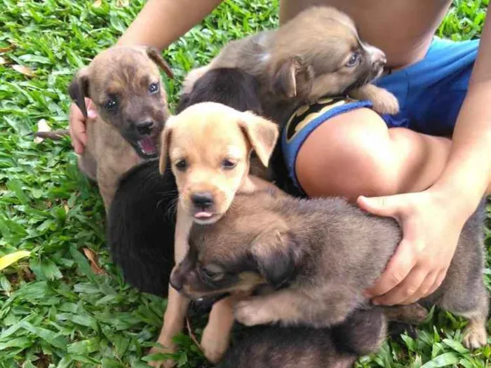Cachorro ra a Vira lata  idade Abaixo de 2 meses nome Vira lata