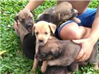 Cachorro raça Vira lata  idade Abaixo de 2 meses nome Vira lata