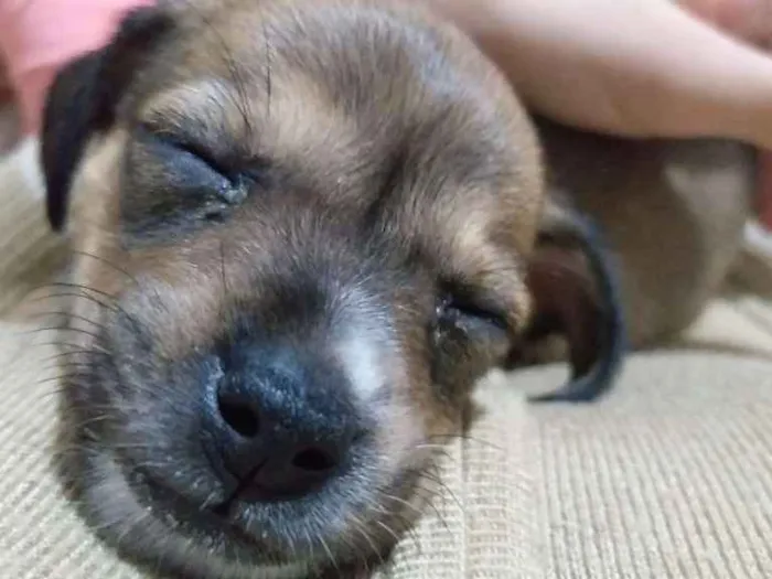 Cachorro ra a Raça não identificada idade 2 a 6 meses nome Maia