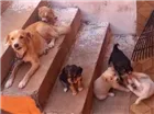 Cachorro raça vira lata com gold shar idade Abaixo de 2 meses nome lili