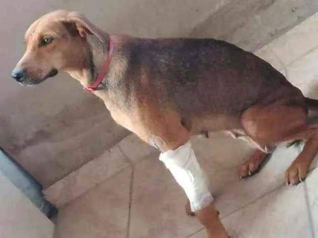 Cachorro ra a SRD idade 4 anos nome Maria Antonieta