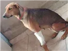 Cachorro raça SRD idade 4 anos nome Maria Antonieta