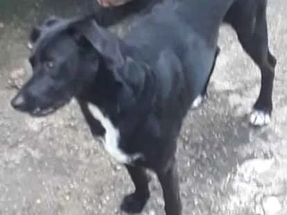 Cachorro ra a Não definida idade 2 anos nome Spock
