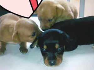 Cachorro raça SRD idade Abaixo de 2 meses nome bebezinhos