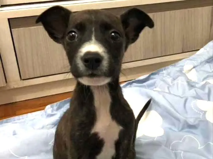 Cachorro ra a SRD idade 7 a 11 meses nome Antônio Gabriel
