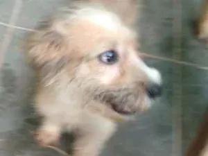 Cachorro raça SRD idade 2 a 6 meses nome Gremelin