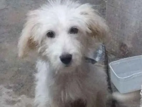 Cachorro ra a Vira lata idade 2 a 6 meses nome Billy 