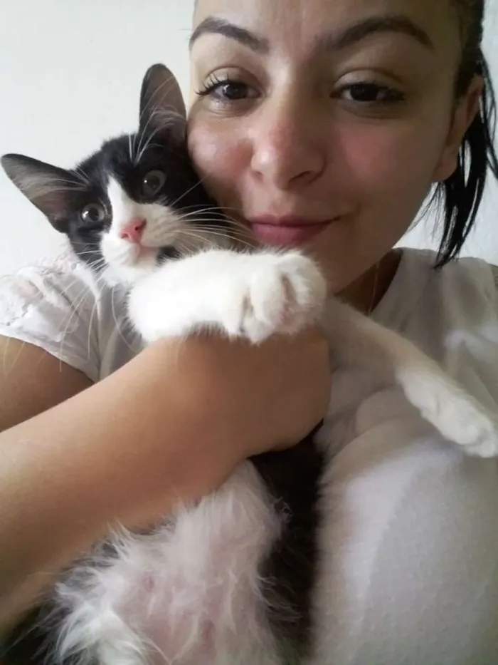 Gato ra a  idade 2 a 6 meses nome Salem