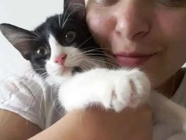 Gato ra a  idade 2 a 6 meses nome Salem