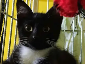 Gato raça SRD idade 2 a 6 meses nome Lord