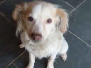 Cachorro raça SRD idade 6 ou mais anos nome Cloe