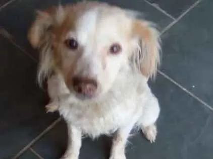 Cachorro ra a SRD idade 6 ou mais anos nome Cloe