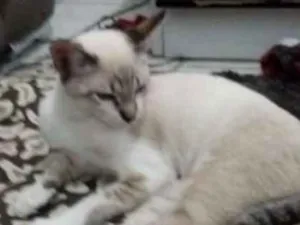 Gato raça  idade 2 a 6 meses nome Piter