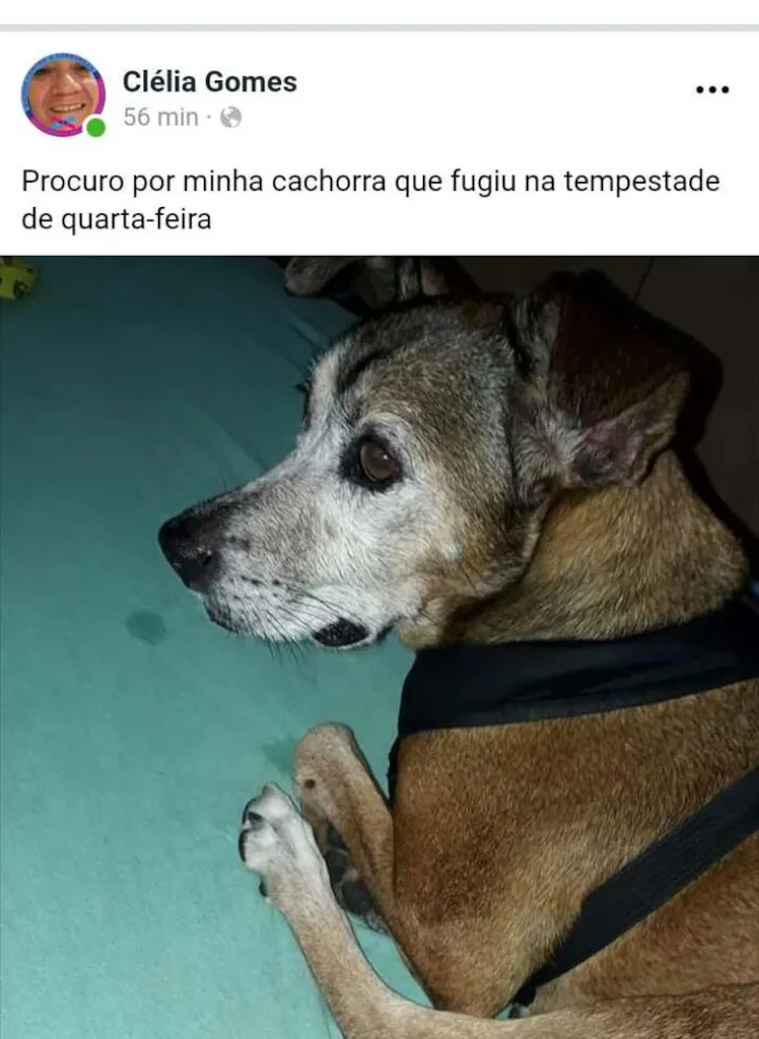 Cachorro ra a Sem raça definida idade 3 anos nome Ina