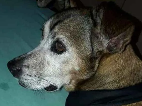 Cachorro ra a Sem raça definida idade 3 anos nome Ina