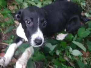 Cachorro raça SRD idade 2 a 6 meses nome Dama