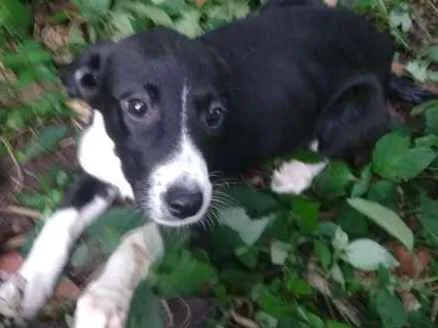 Cachorro ra a SRD idade 2 a 6 meses nome Dama