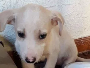Cachorro raça Desconhecida idade 2 a 6 meses nome Não tem