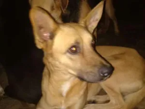 Cachorro raça SRD idade 3 anos nome Amarelo