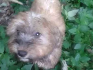 Cachorro raça SRD idade 2 a 6 meses nome Fofucho