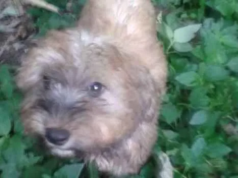 Cachorro ra a SRD idade 2 a 6 meses nome Fofucho
